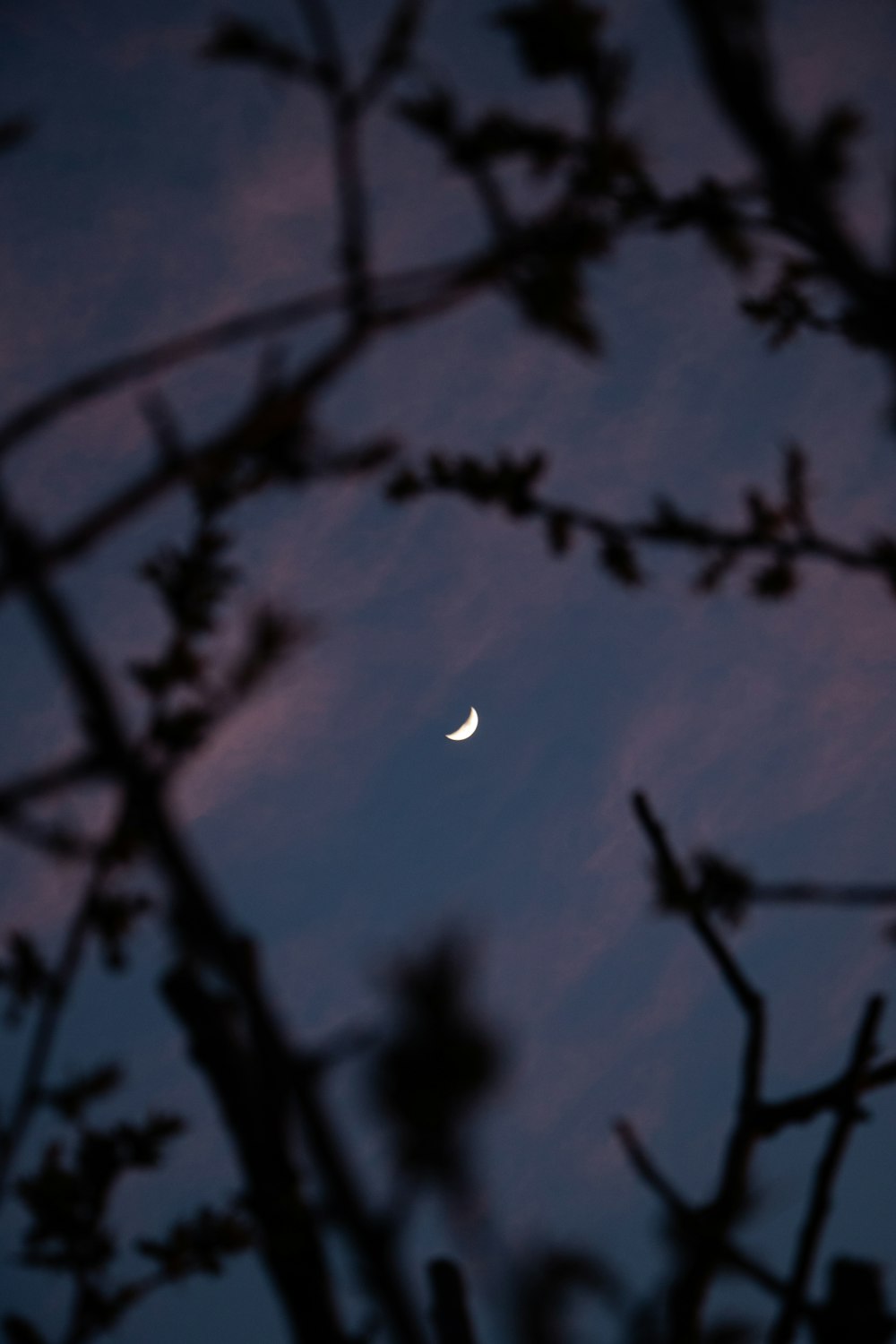 the moon is seen through the branches of a tree