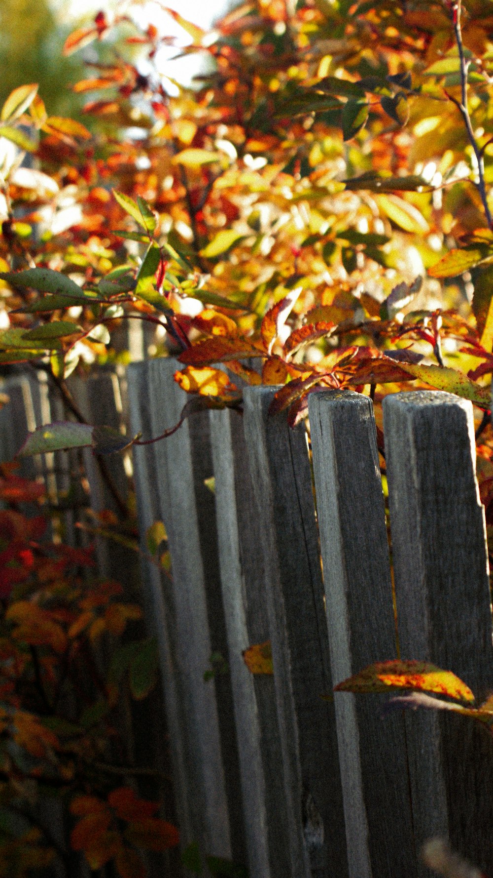a close up of a fence with leaves on it