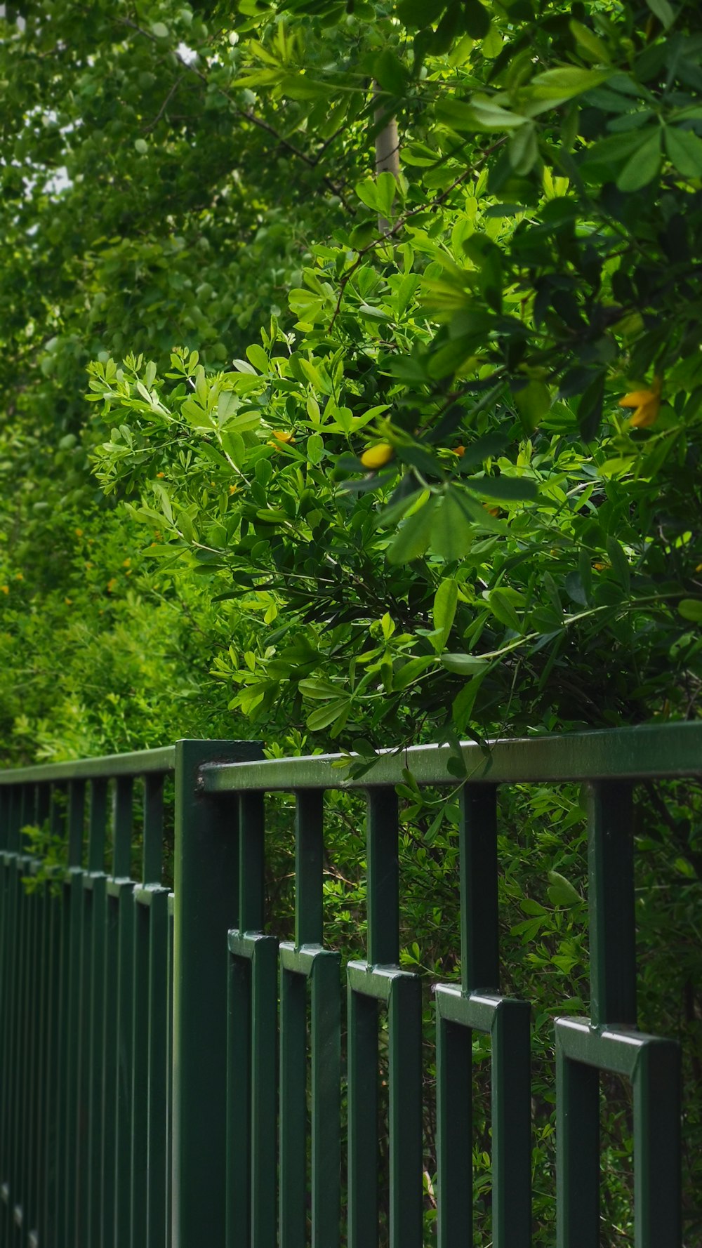 a bird perched on top of a green fence