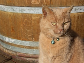 A light brown cat with short fur and bright green eyes sits in front of a wooden barrel. The cat is wearing a collar with two small, blue decorative bells. The sunlight highlights the cat's fur, giving it a warm glow.