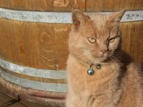 A light brown cat with short fur and bright green eyes sits in front of a wooden barrel. The cat is wearing a collar with two small, blue decorative bells. The sunlight highlights the cat's fur, giving it a warm glow.
