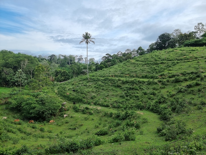 A lush green landscape with a gently sloping hill covered in grass and small bushes. A single tall palm tree stands prominently near the center. Scattered cows graze on the grassy terrain. The sky above is partly cloudy with patches of blue visible, creating a peaceful rural scene.
