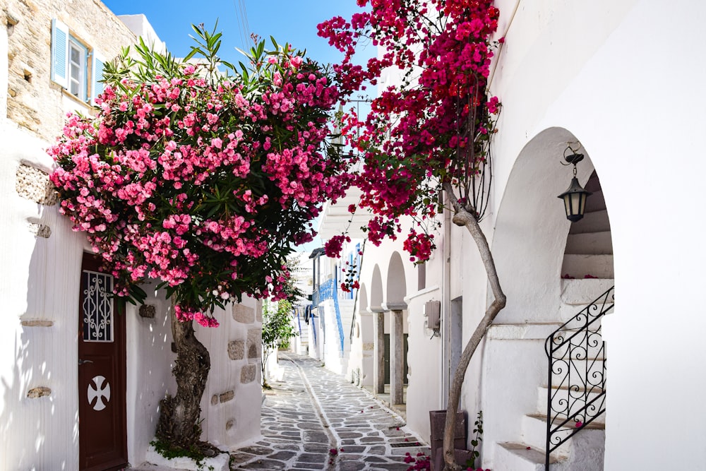 a narrow street with white buildings and pink flowers