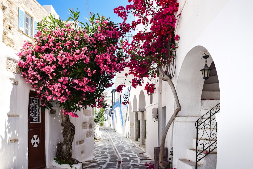 Una strada stretta con edifici bianchi e fiori rosa