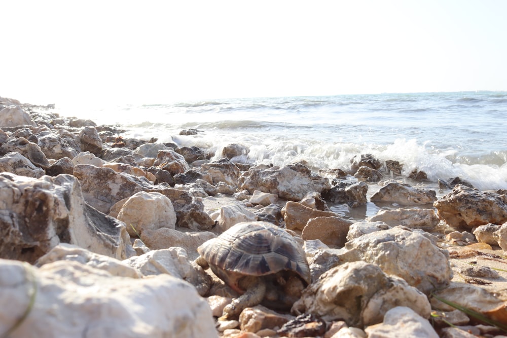 a turtle crawling on a rocky beach next to the ocean