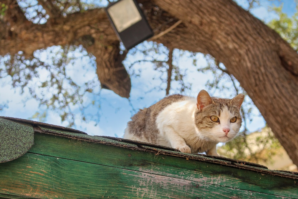 a cat sitting on top of a wooden fence