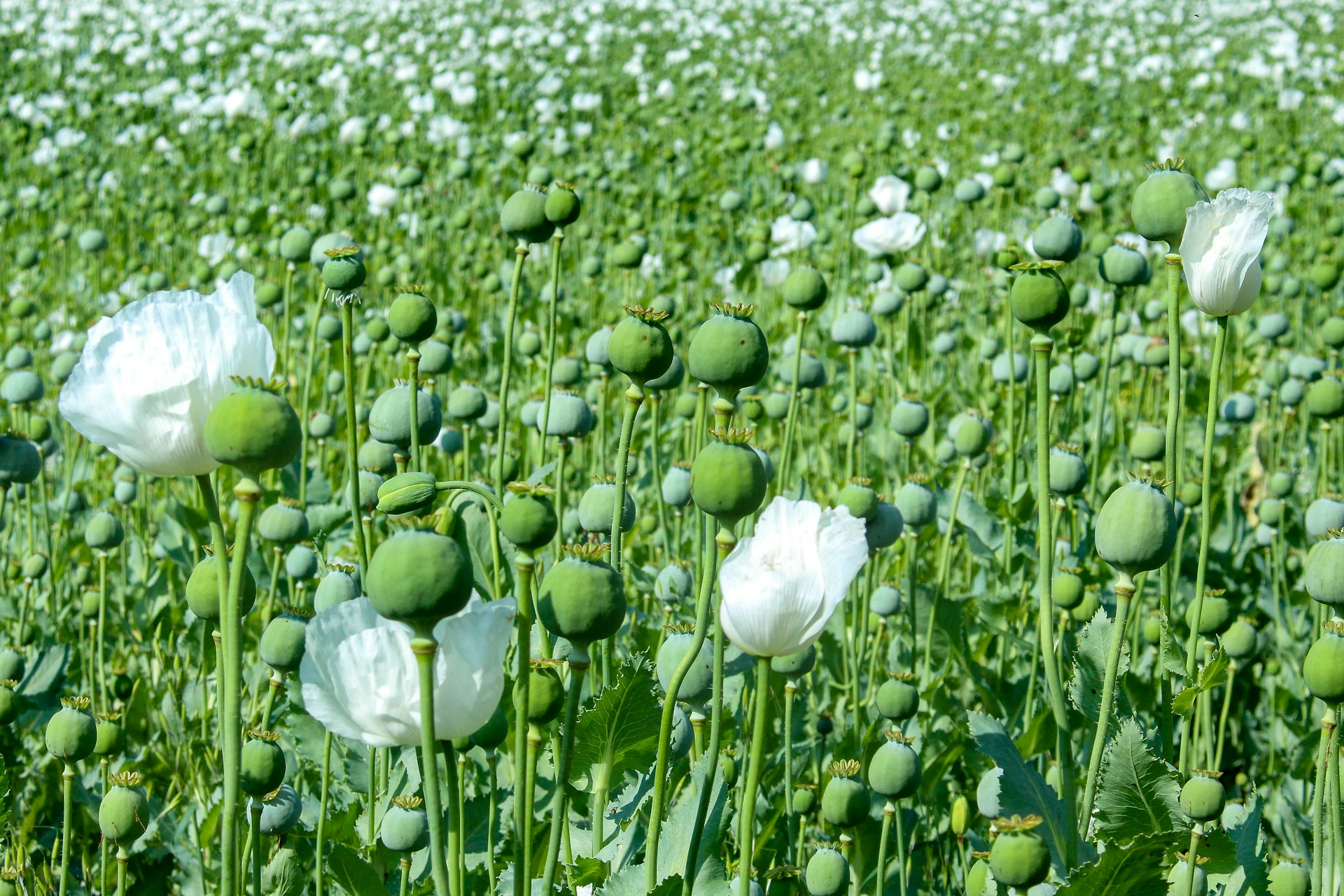 a field full of white flowers and green leaves