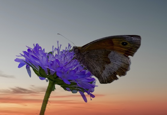 A gentle butterfly resting on a blooming flower at sunrise, symbolizing hope and healing.