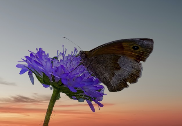 A colorful butterfly perched on a blooming flower symbolizing transformation and hope.