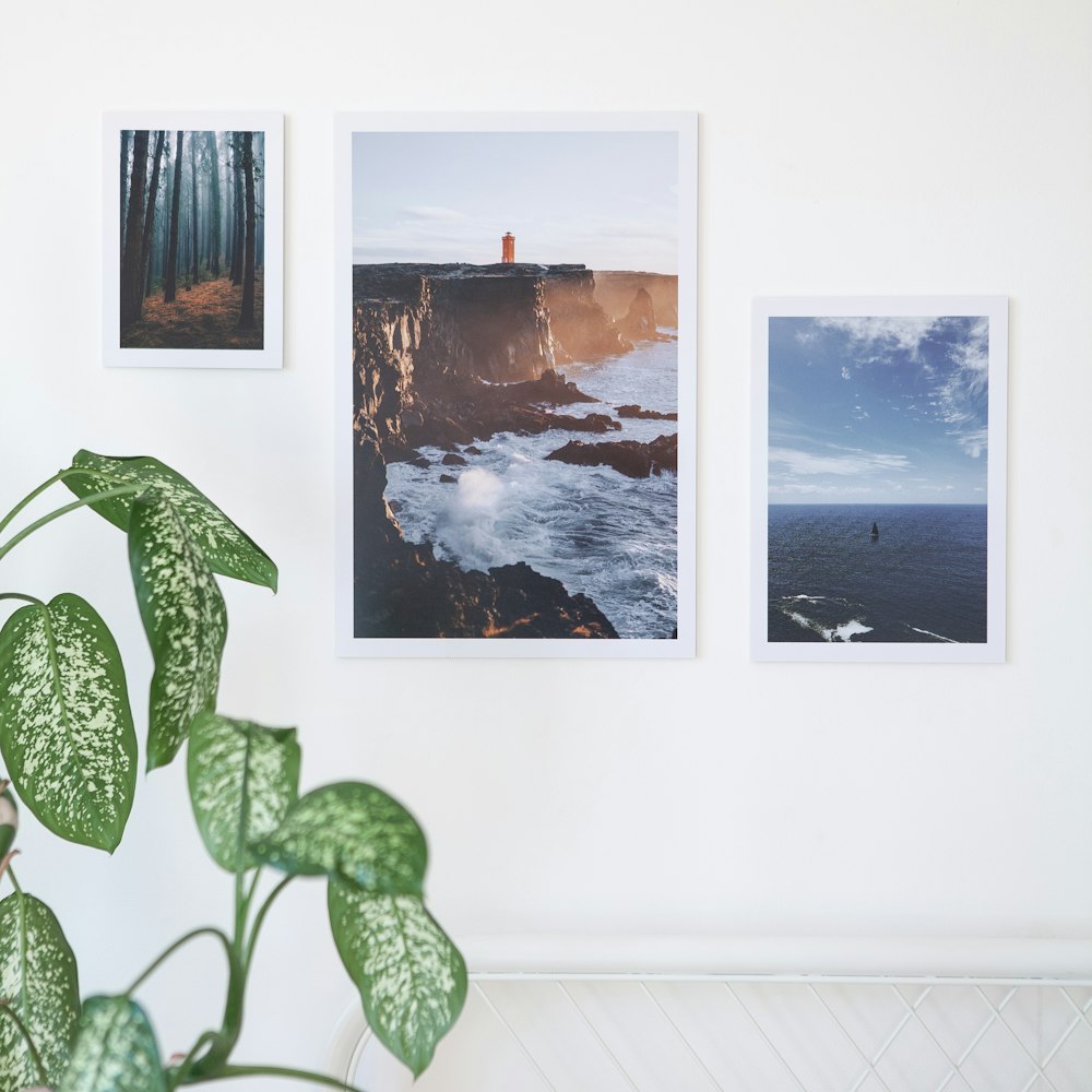 a potted plant sitting next to three pictures on a wall