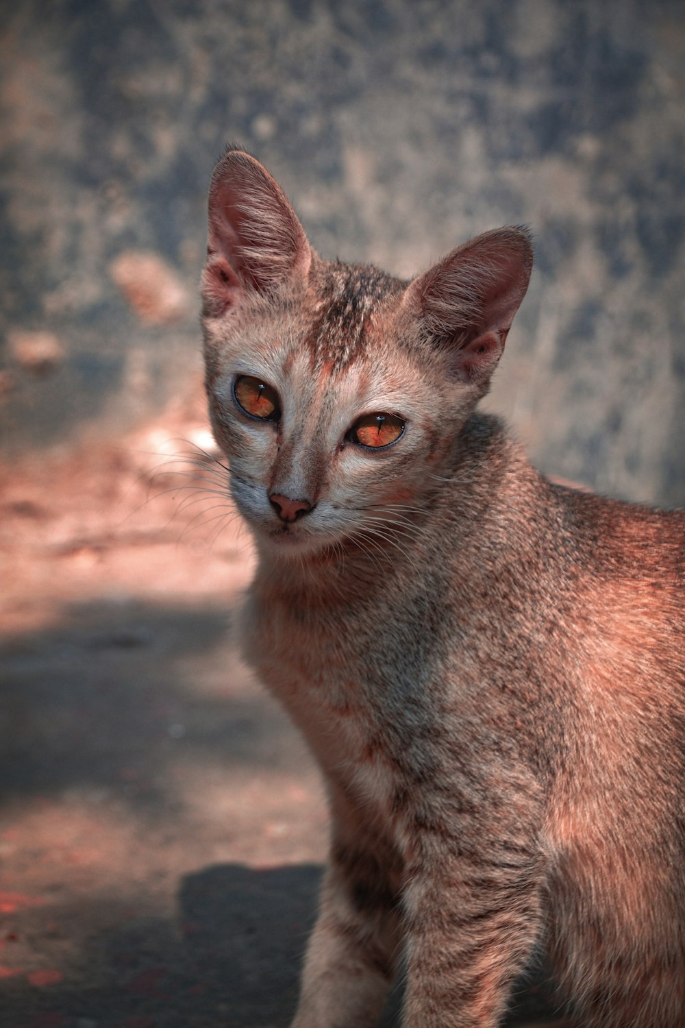 a close up of a cat near a wall