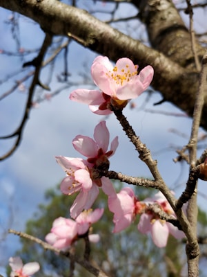 Delicate pink blossoms adorn the branches of a tree set against a clear blue sky. The flowers are vibrant and fresh, capturing the essence of springtime renewal.