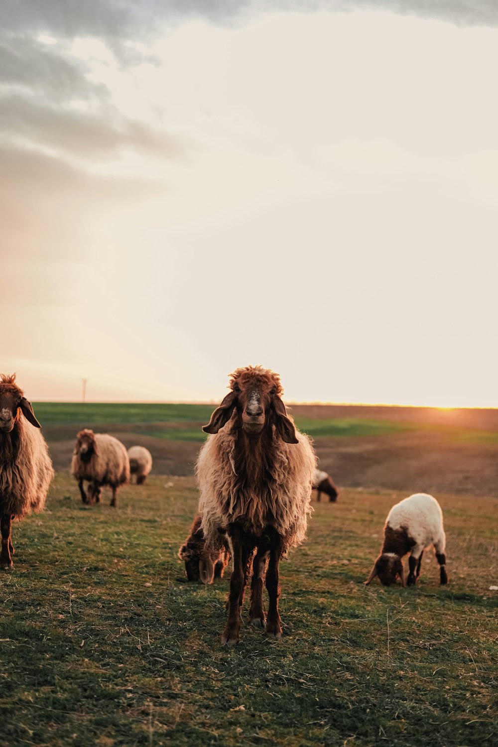 Eine Schafherde steht auf einem saftig grünen Feld