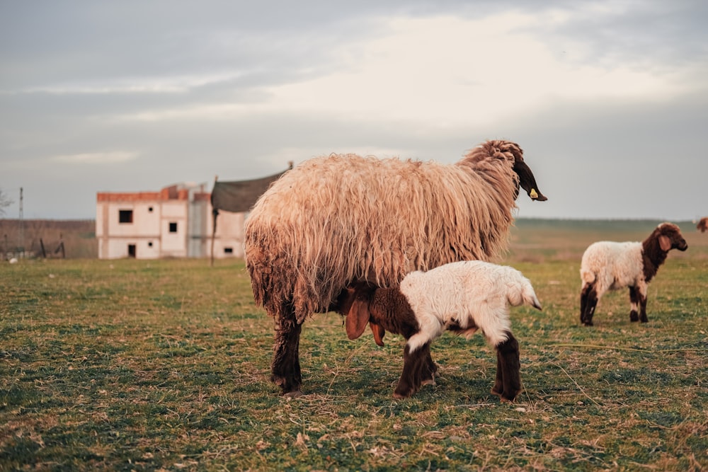 Eine Schafmutter und ihre beiden Babys auf einem Feld