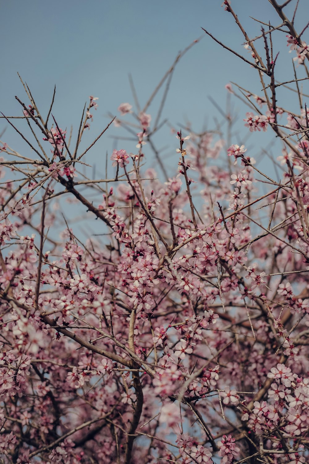분홍색 꽃이 있는 나무의 클로즈업