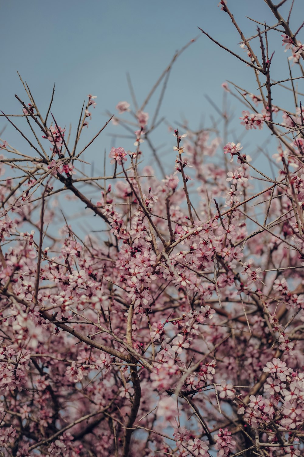 a close up of a tree with pink flowers