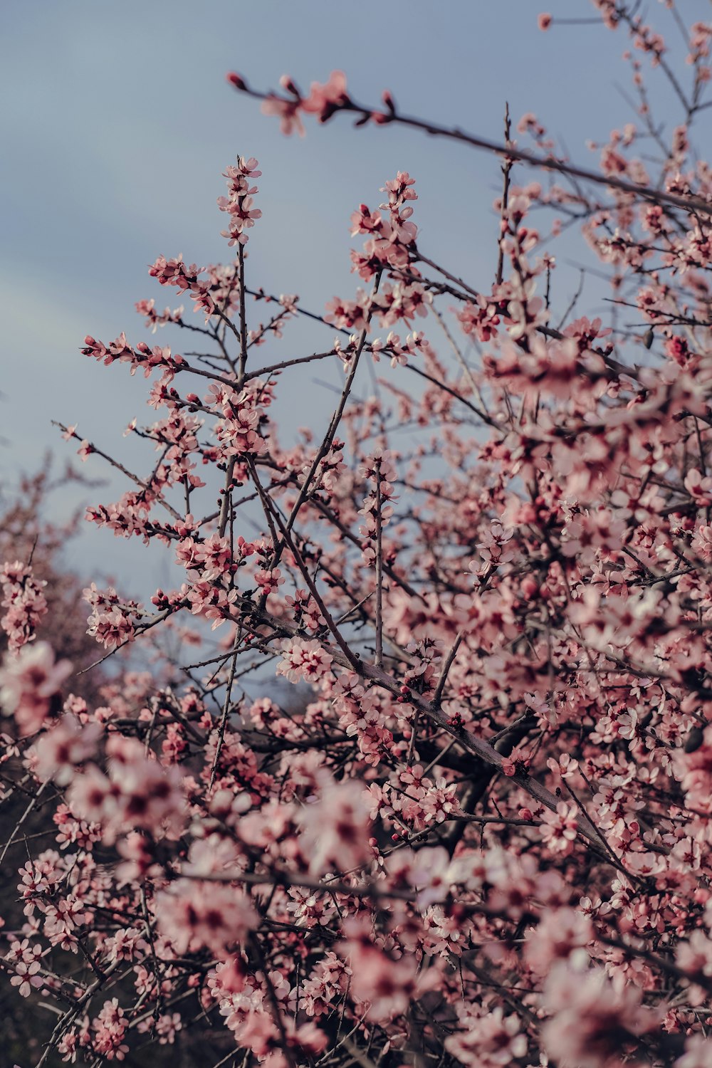 a close up of a tree with pink flowers