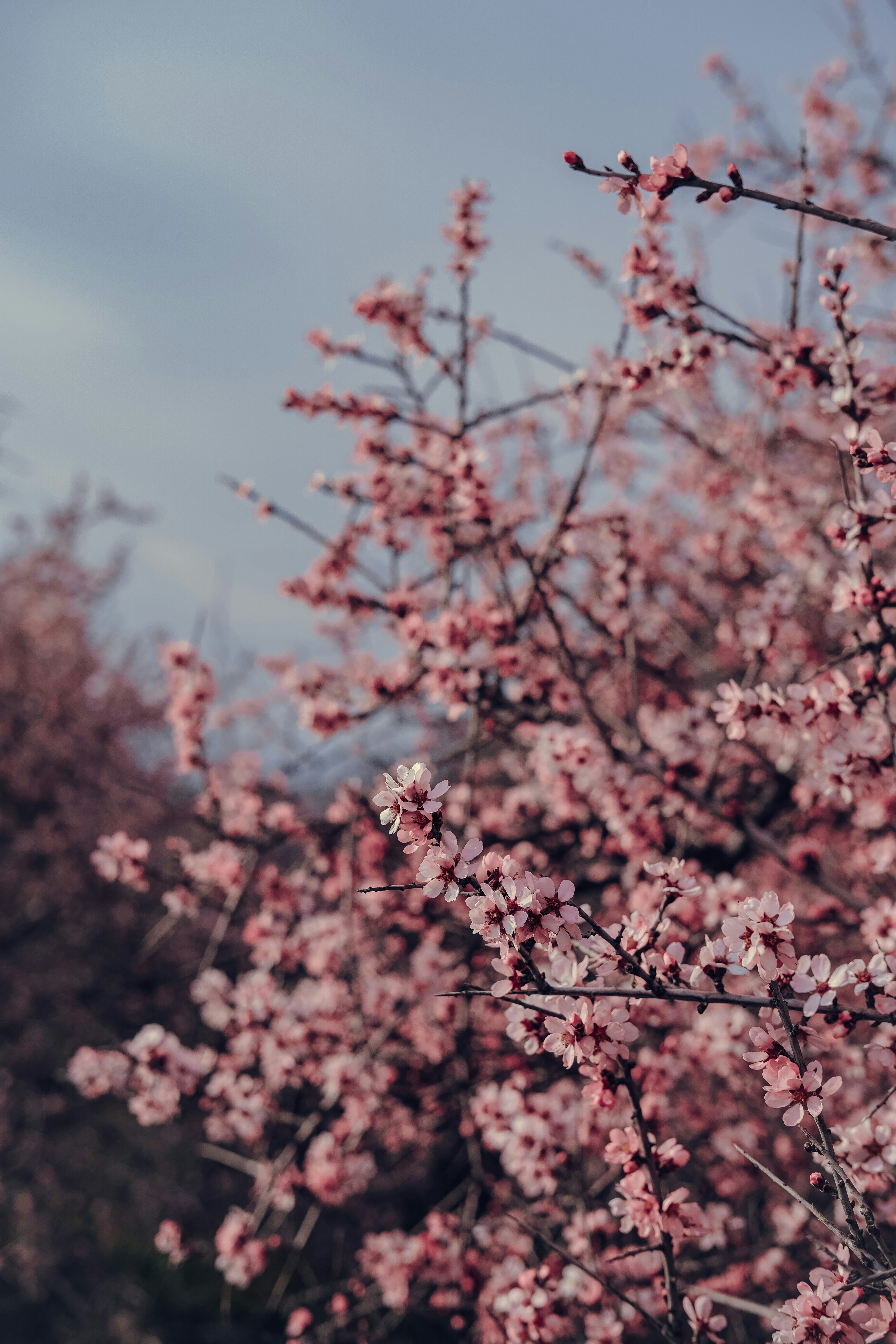 Photo by sserhattug
