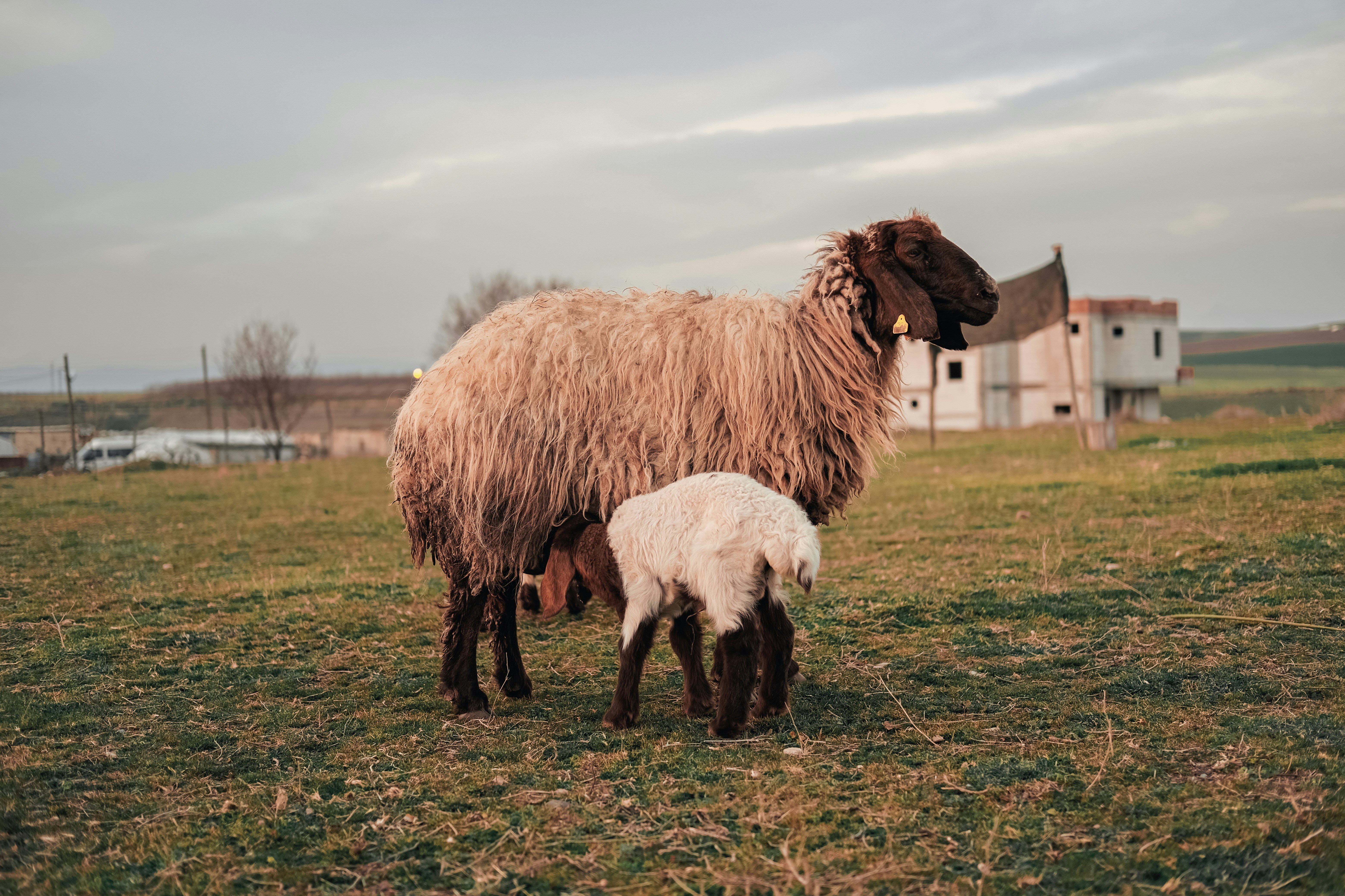 ADF destination photo