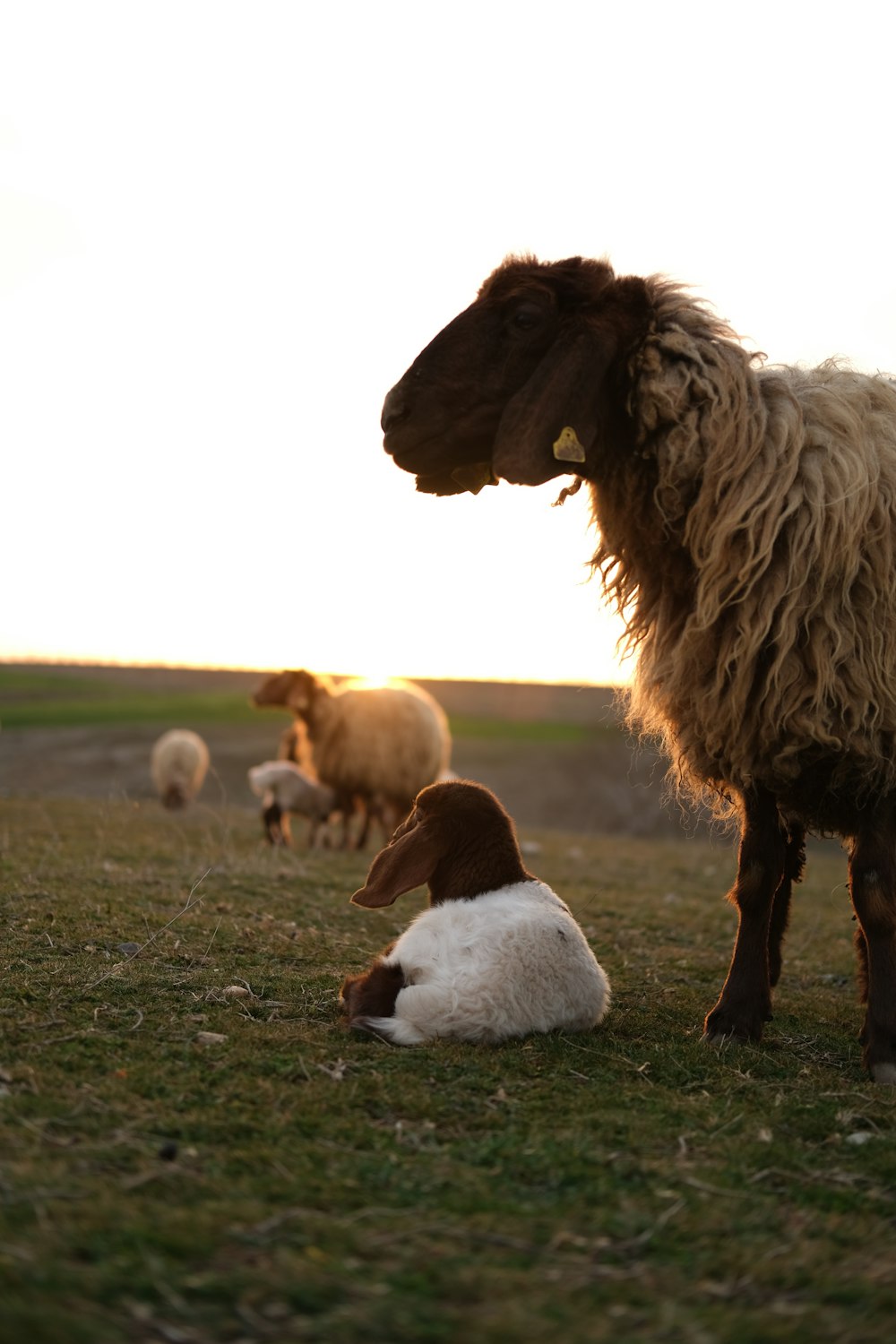 a sheep standing next to a dog on a lush green field