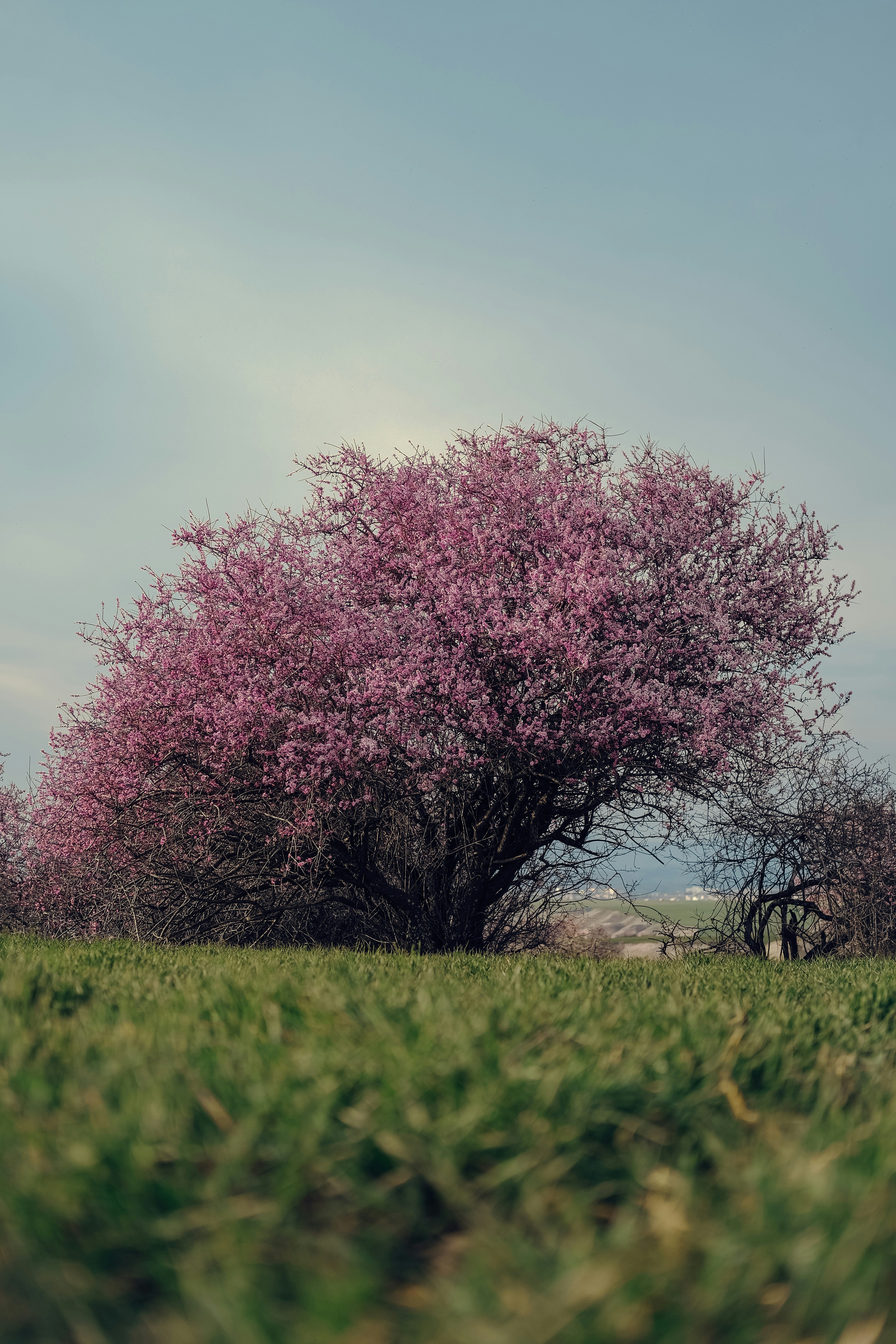 A pink tree in the middle of a grassy field photo – Free Flower Image ...