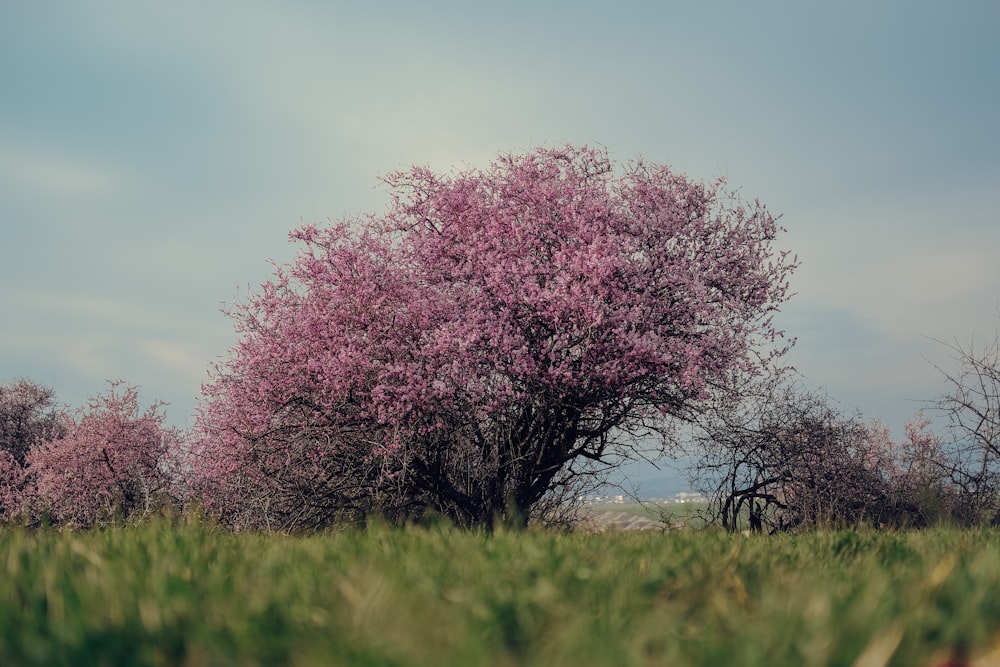 a pink tree in the middle of a grassy field