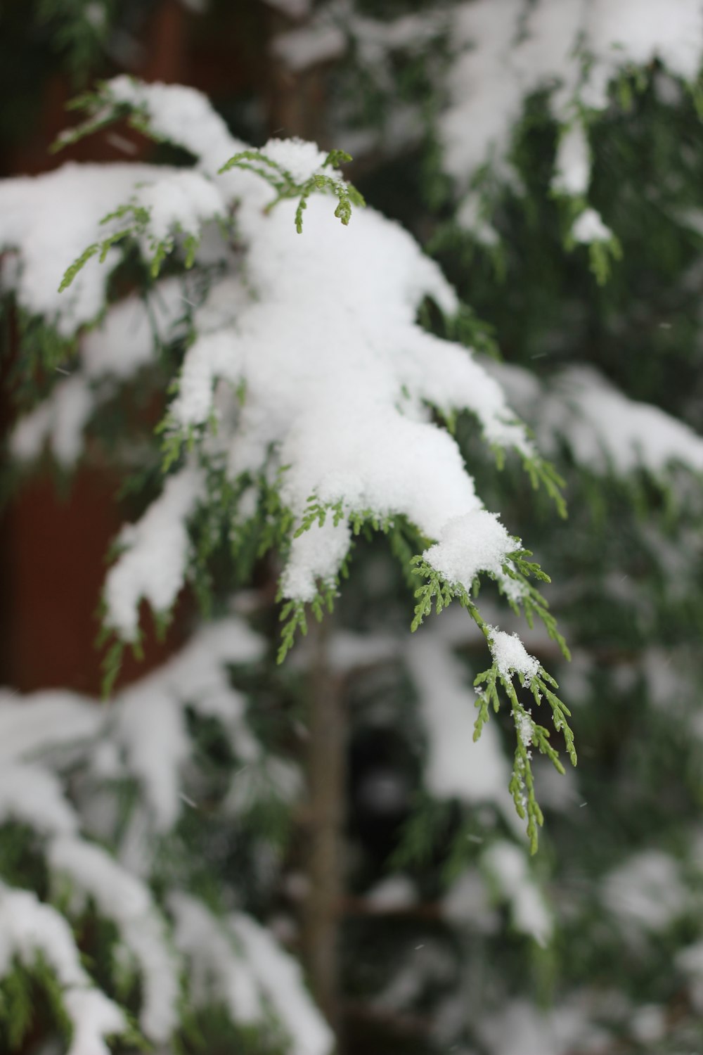 a close up of a pine tree with snow on it