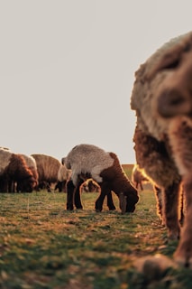 A farmer gently feeding a lamb in the early morning light.