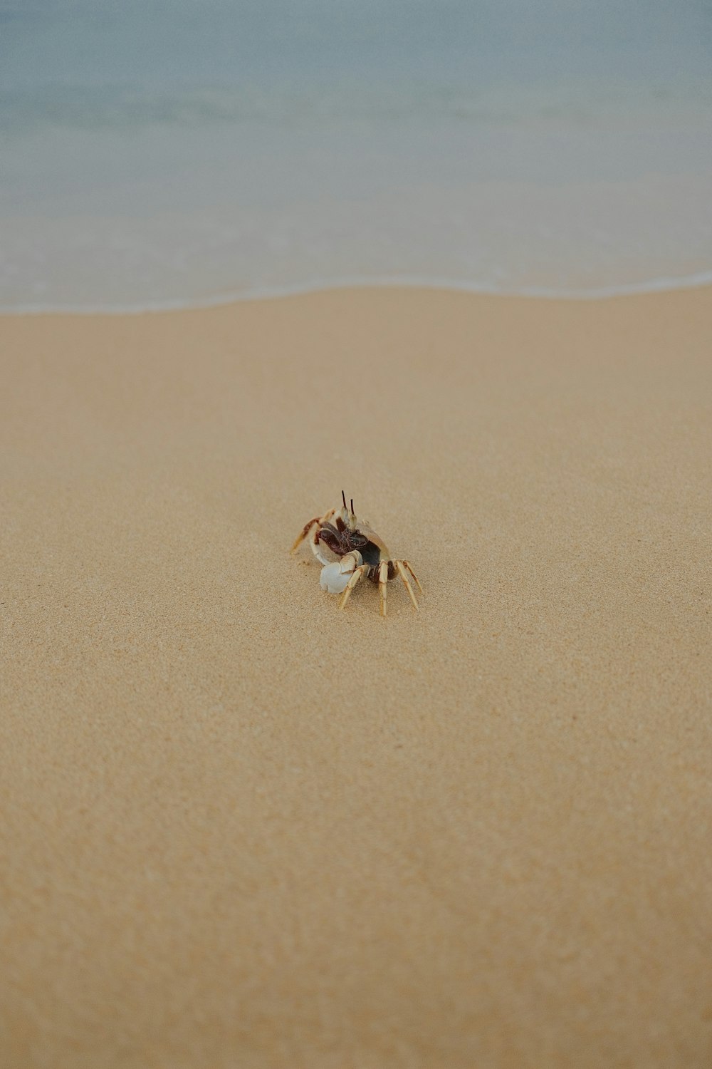 a crab crawling on a sandy beach next to the ocean