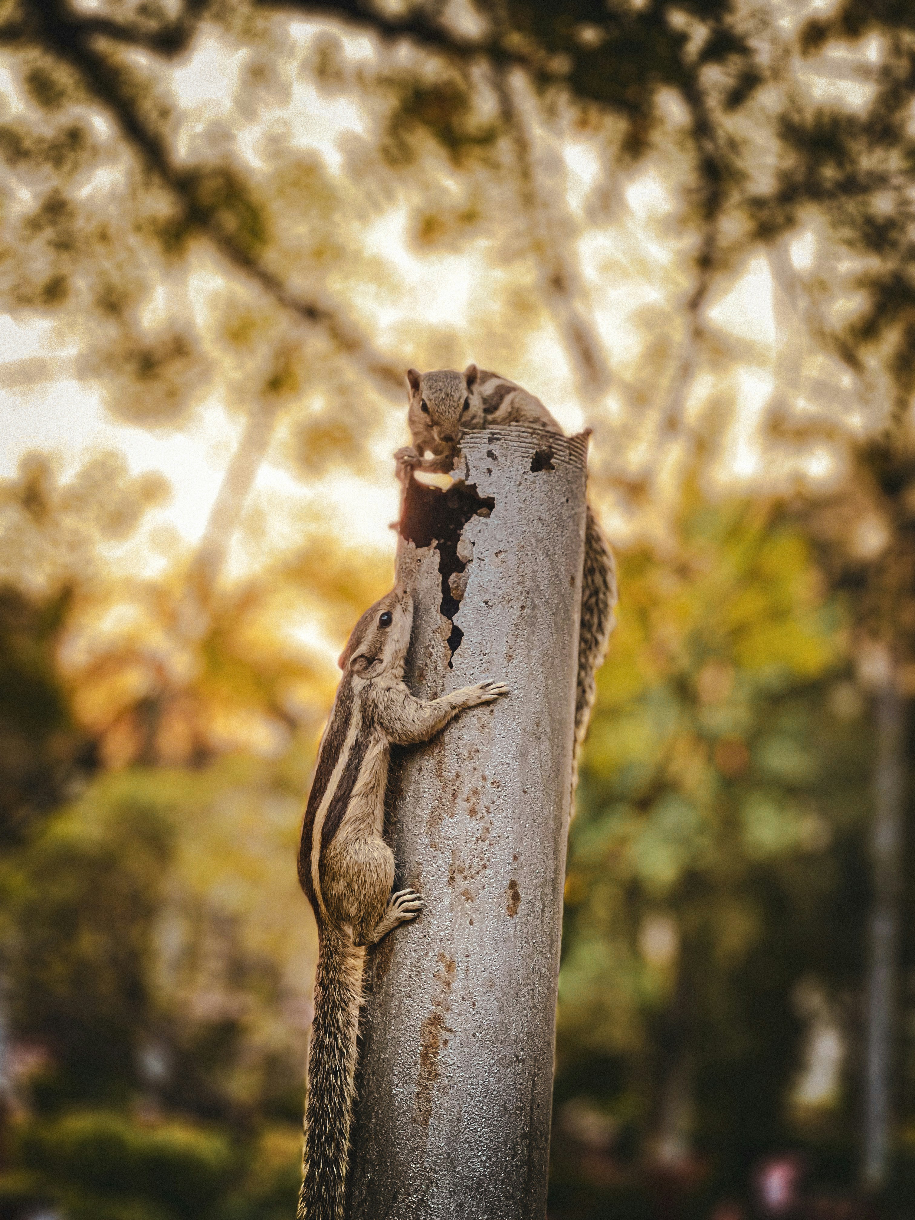 a small lizard is climbing up a tree