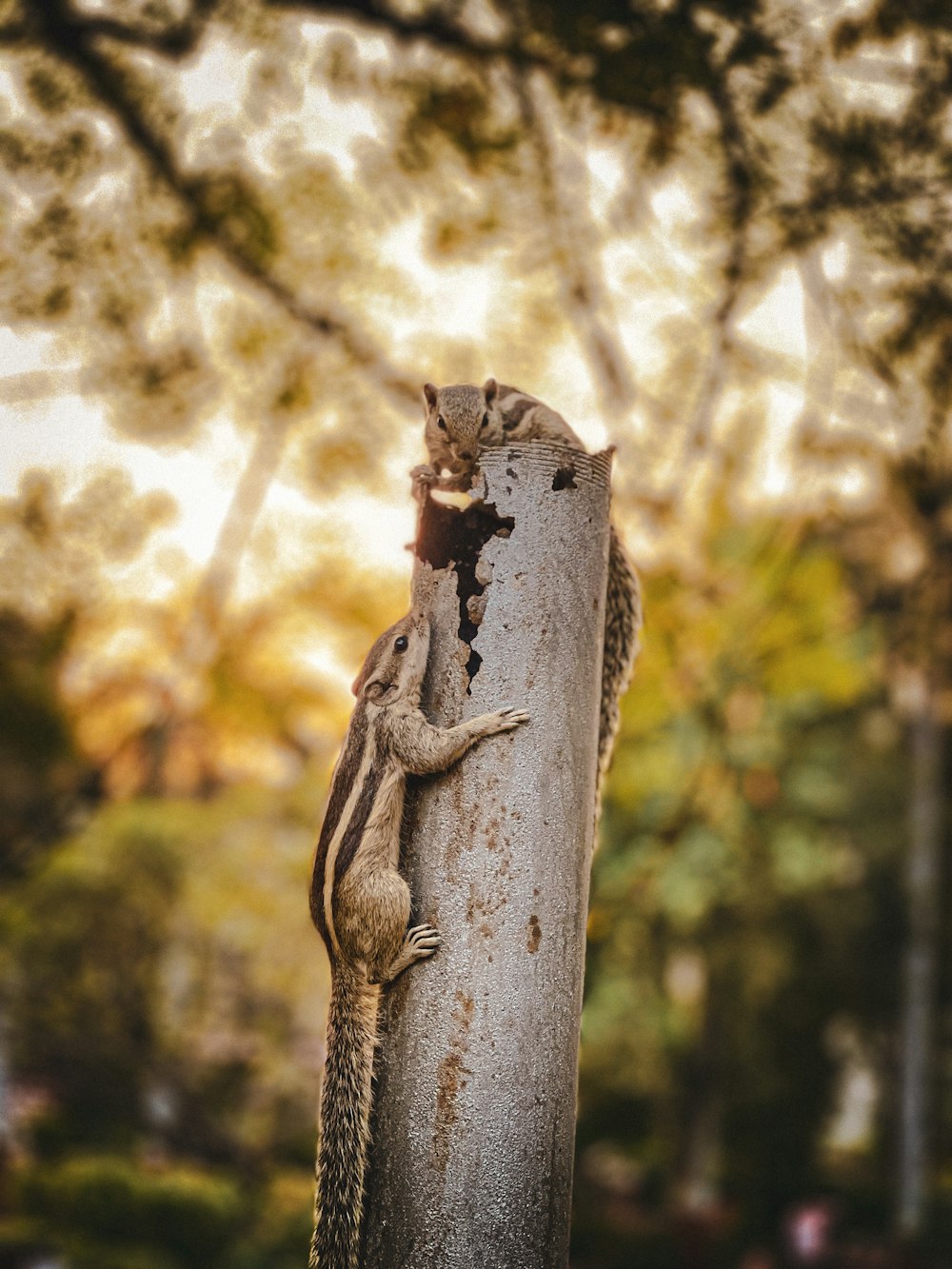 a small lizard is climbing up a tree