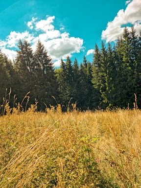 A lush green plot bordered by tall pine trees under a clear blue sky.