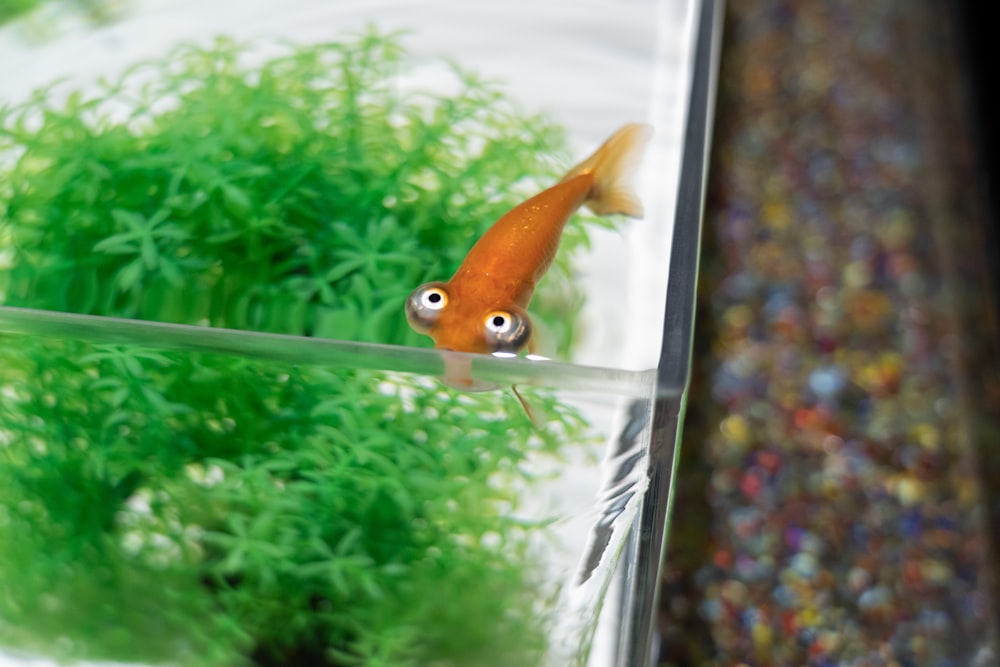 a small goldfish in a clear bowl of water