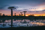 The iconic baobab trees silhouetted against a fiery sunset sky.