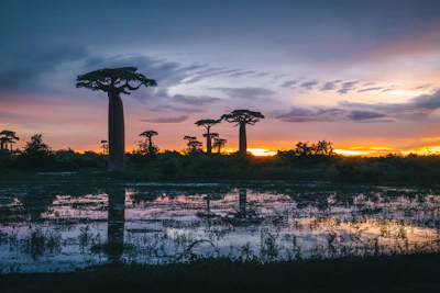 The iconic baobab trees silhouetted against a fiery sunset sky.