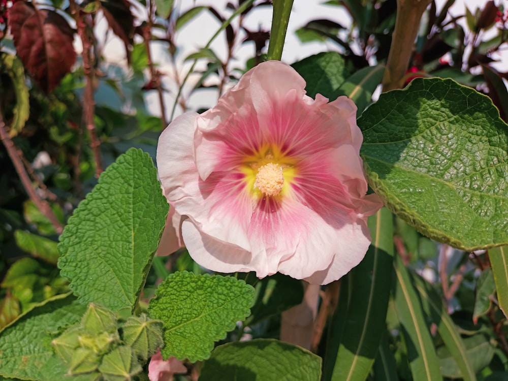 a pink flower with a yellow center surrounded by green leaves