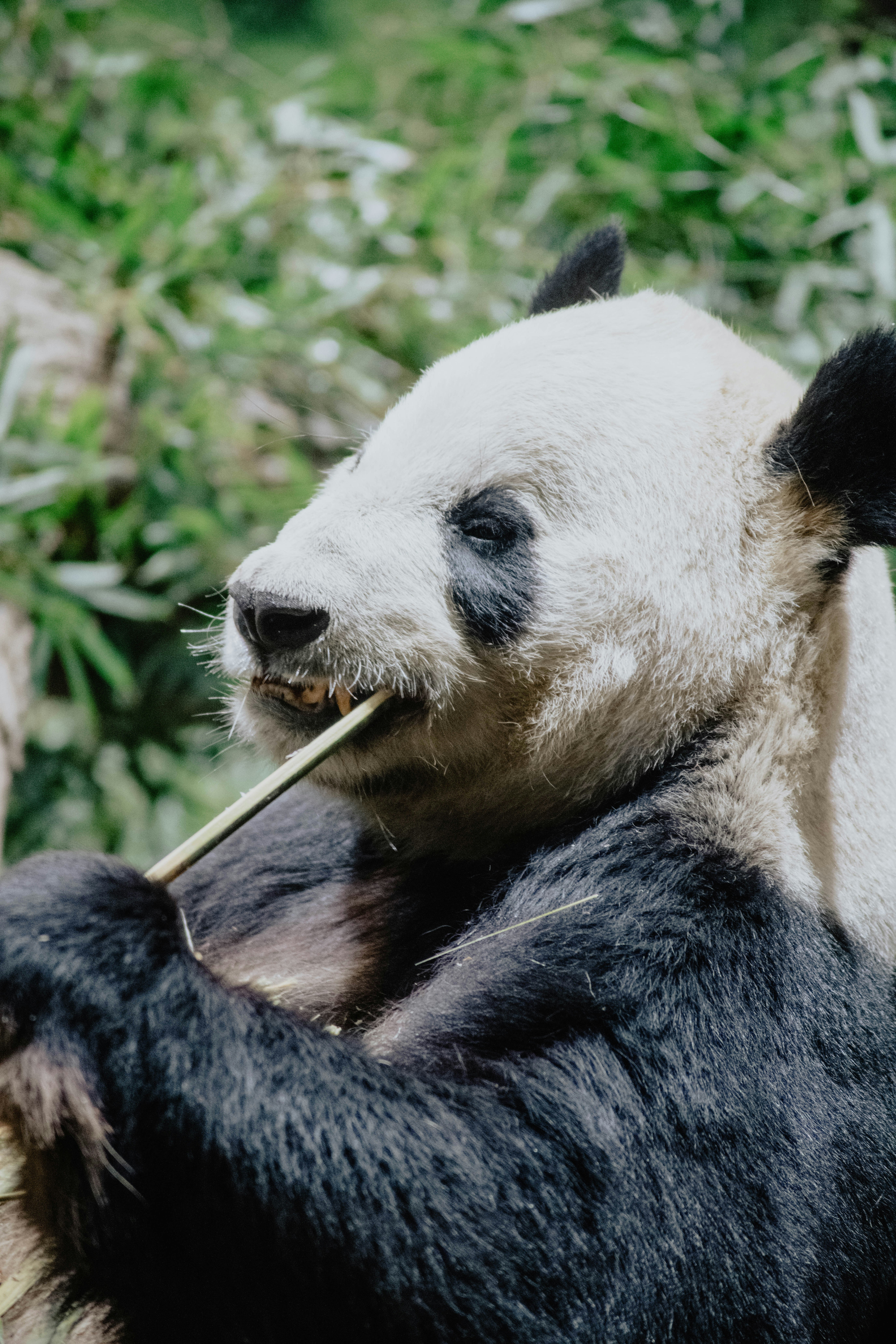 Giant panda eating bamboo at the Chengdu Research Base China