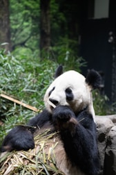 A panda is sitting and eating bamboo in a lush forest setting. The panda has a distinctive black and white fur coat. The background features dense greenery and trees, creating a natural habitat appearance.