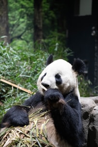 A panda is sitting and eating bamboo in a lush forest setting. The panda has a distinctive black and white fur coat. The background features dense greenery and trees, creating a natural habitat appearance.