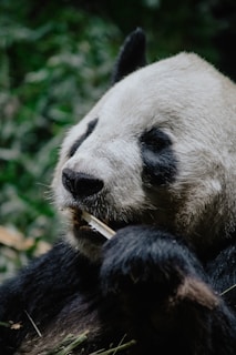 A panda is sitting amidst lush green foliage, chewing on a piece of bamboo. The panda's distinctive black and white fur is clearly visible, with its ears perked up and focused expression while eating.