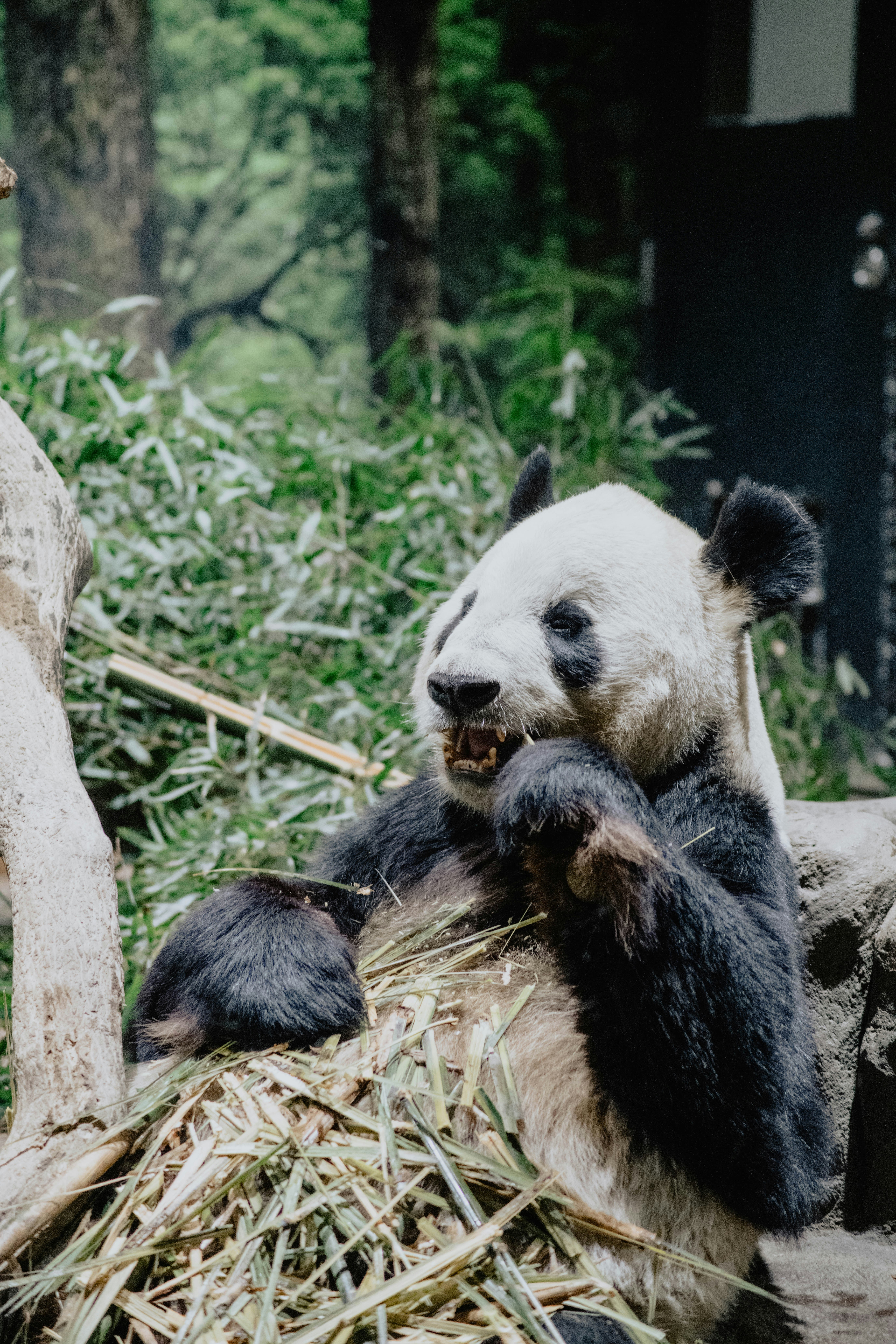 A panda bear sitting on top of a pile of bamboo photo – Free Japan ...