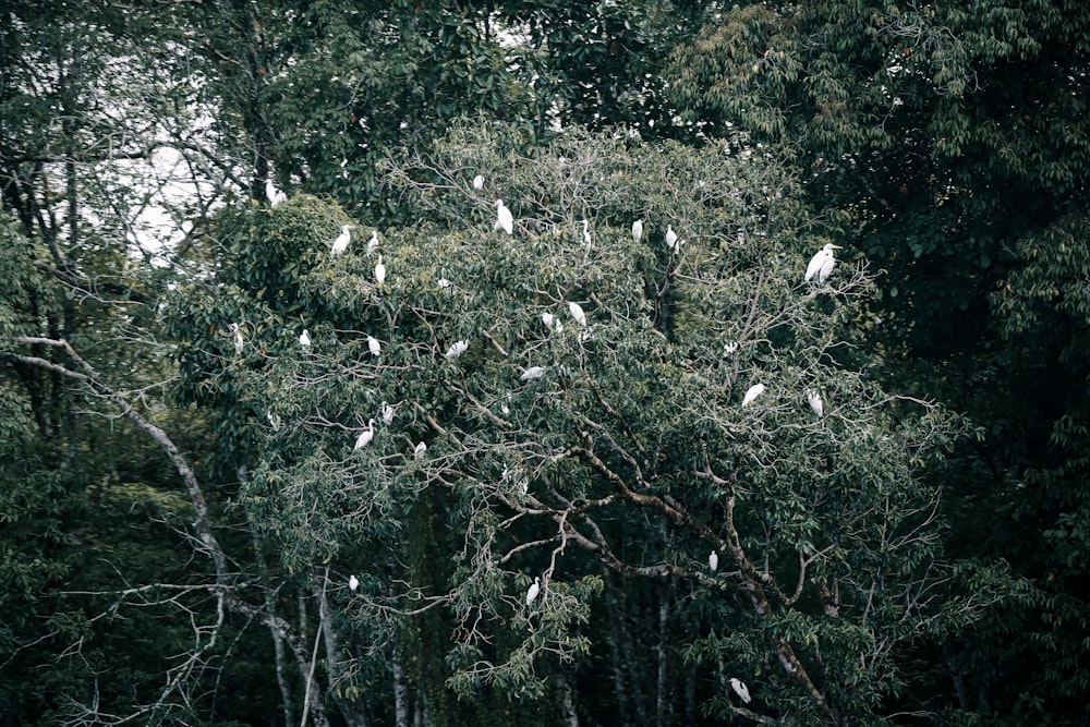 a group of white birds sitting on top of a tree