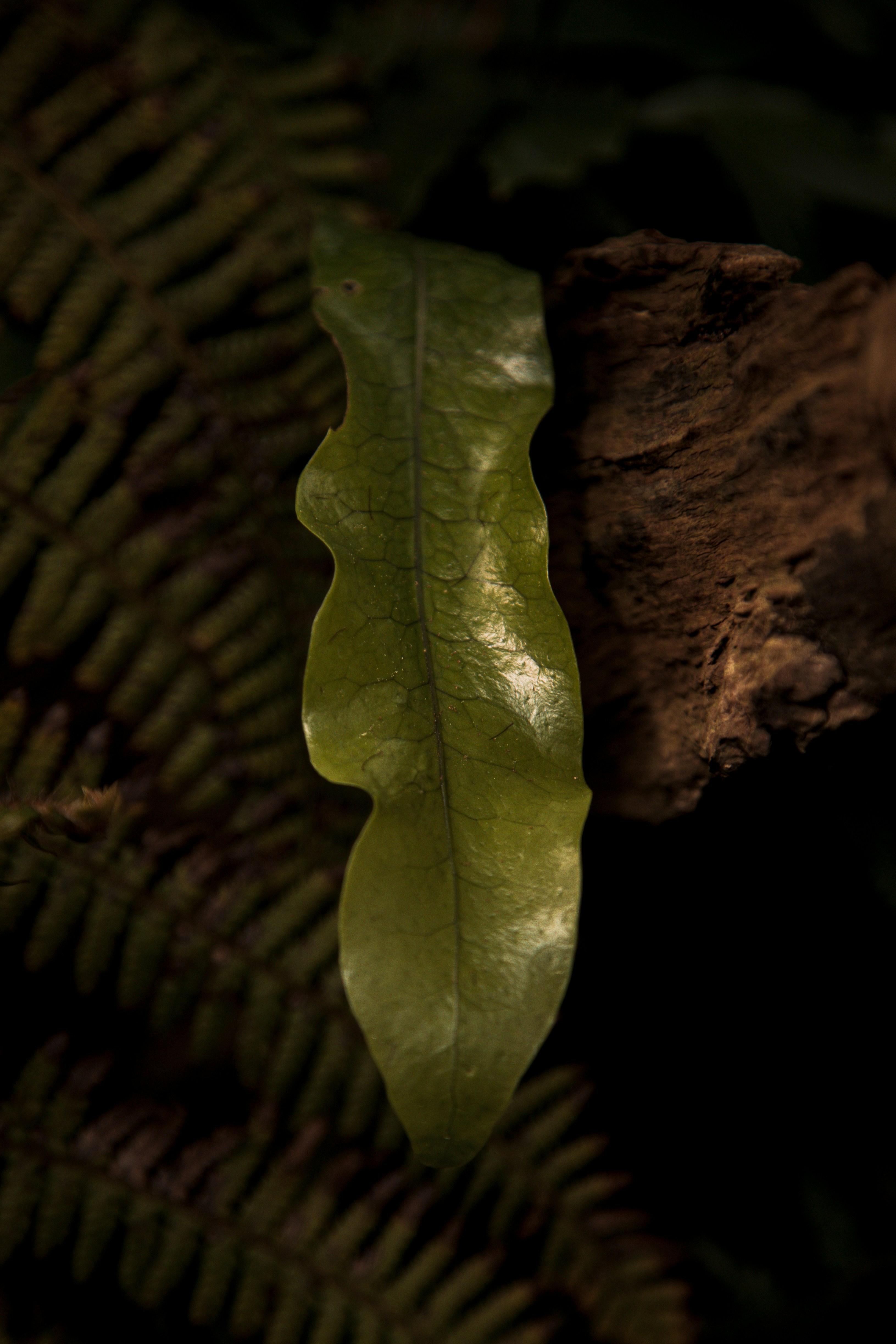 a green leaf sitting on top of a tree branch