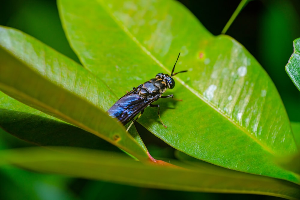 a bug sitting on top of a green leaf