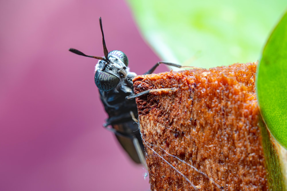 Gros plan d’un insecte sur une feuille