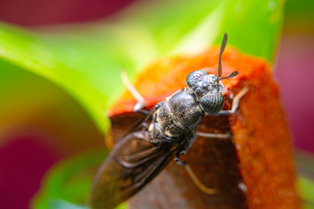 a close up of a fly on a leaf