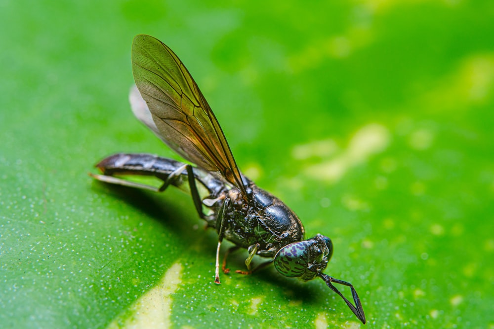 Un primer plano de una mosca en una hoja verde