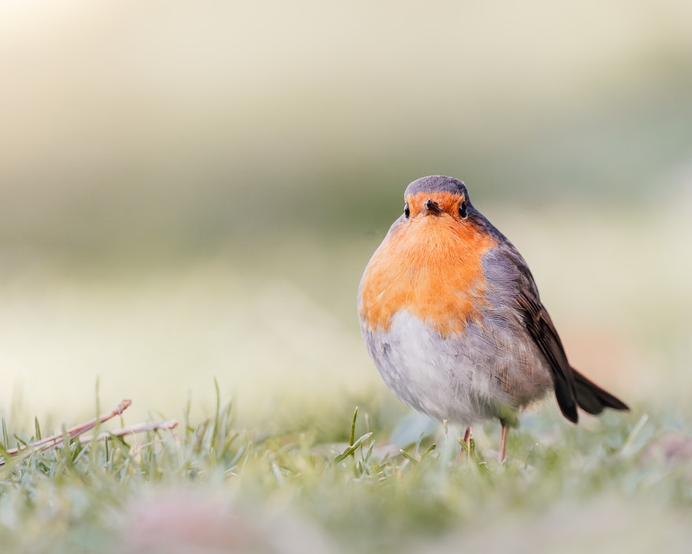 a small bird is standing in the grass