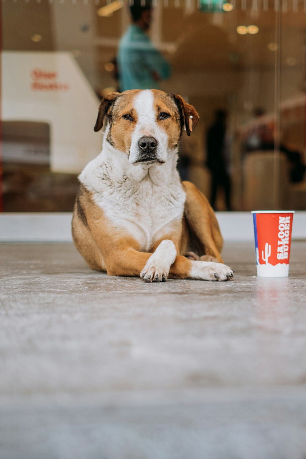 a brown and white dog sitting next to a cup of coffee