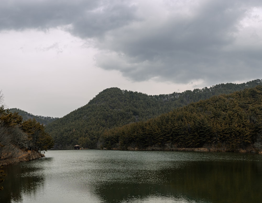 a large body of water surrounded by a forest